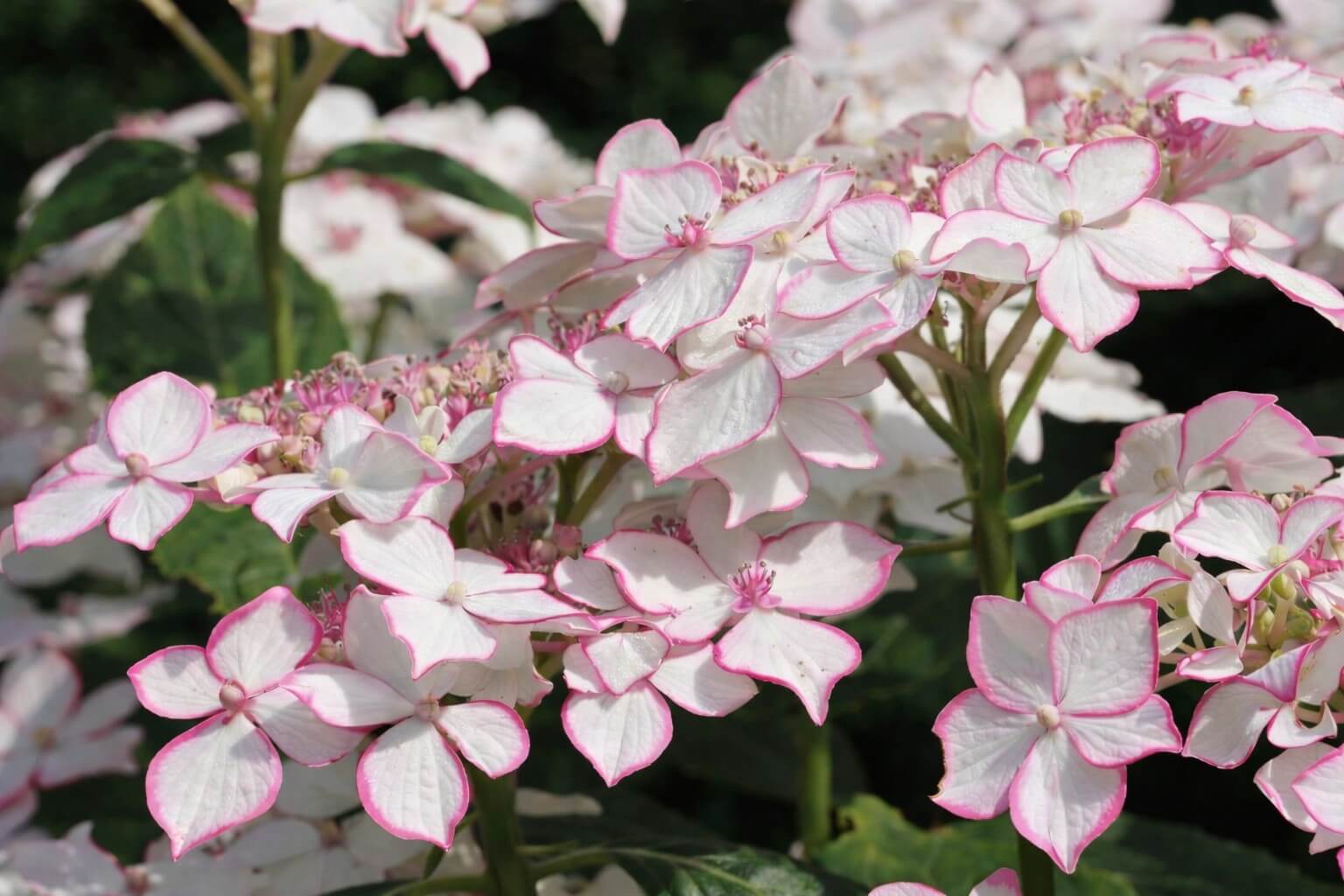 Hydrangea 'Trail Blazer™ White' 8" Pot displays clusters of white flowers edged in pink, highlighted by vibrant green foliage in the background.