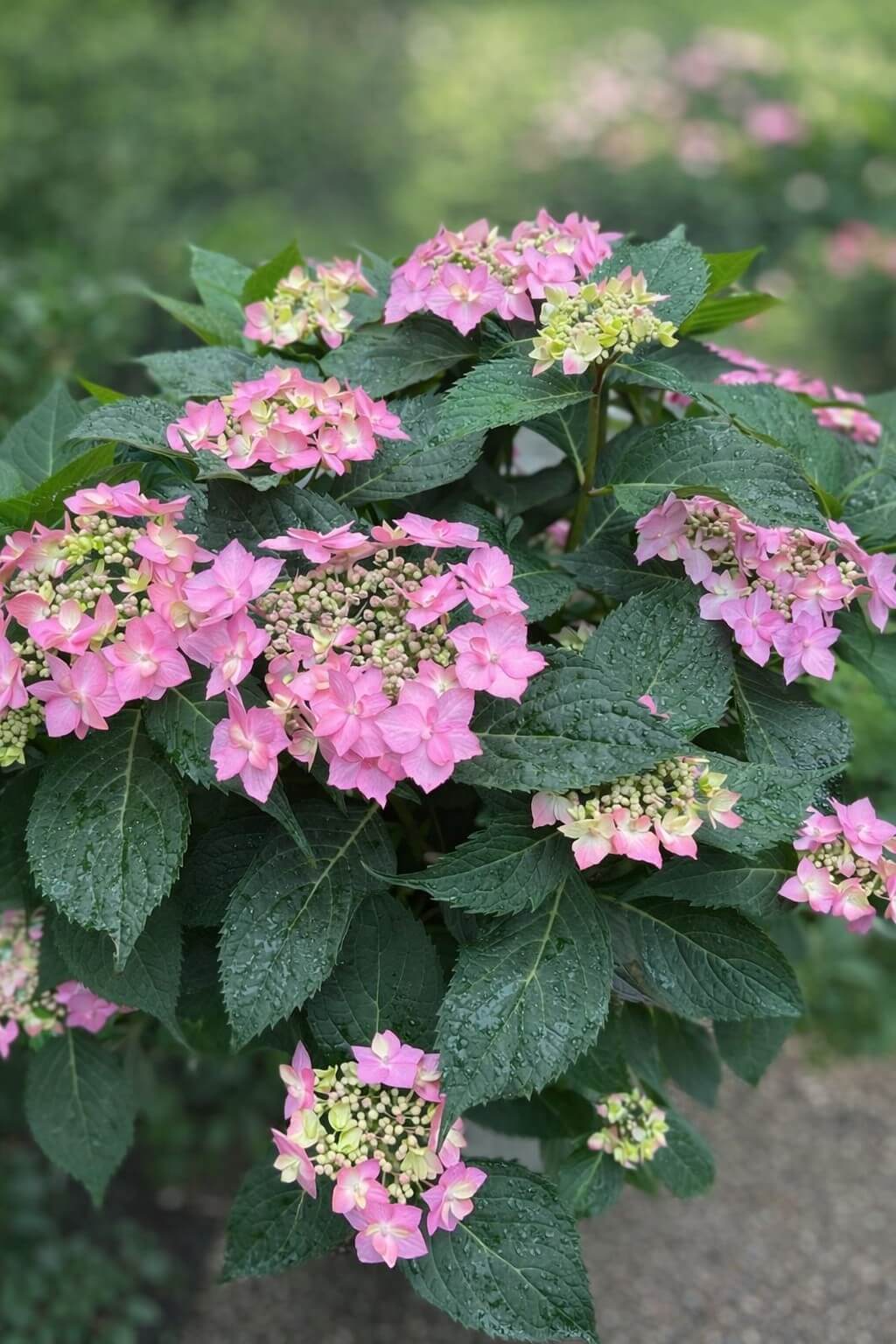 A Hydrangea 'Trail Blazer™ White' 8" Pot displays clusters of light pink blooms and large green leaves glistening with water droplets, set before a softly blurred green backdrop.