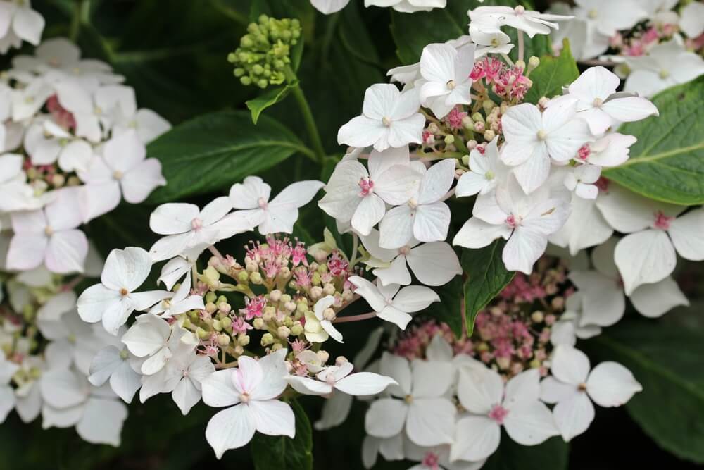 Clusters of white and light pink blooms of Hydrangea 'Trail Blazer™ White' 8" Pot stand out among green leaves, with unopened buds visible in the background.