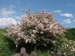 Kolkwitzia 'Pink Cloud' 8" Pot is a large deciduous shrub with abundant light pink blooms, ideal for brightening green hedges.