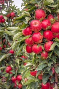Malus 'Granny Smith/Jonathan' (Double Graft) in a 25cm pot features both ripe red Jonathan and green Granny Smith apples on one tree, with lush foliage—perfect for your orchard or garden.