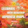 Colourful Japanese maple leaves and hydrangeas frame text announcing a spring sale that has ended, with bold sale tags and a "Click Here" button.