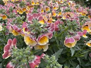 Clusters of flowers with yellow centres, white edges, and pinkish-red petals surrounded by green leaves fill the image.