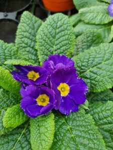 Close-up of vibrant purple primrose flowers with yellow centres surrounded by textured green leaves.