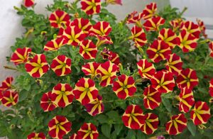 A cluster of petunia flowers with red and yellow striped petals grows among green leaves.