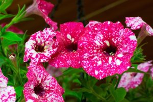 Close-up of Petunia 'Galactic Pink' 10" (Hanging Basket) flowers with white speckles, blooming among lush green leaves.