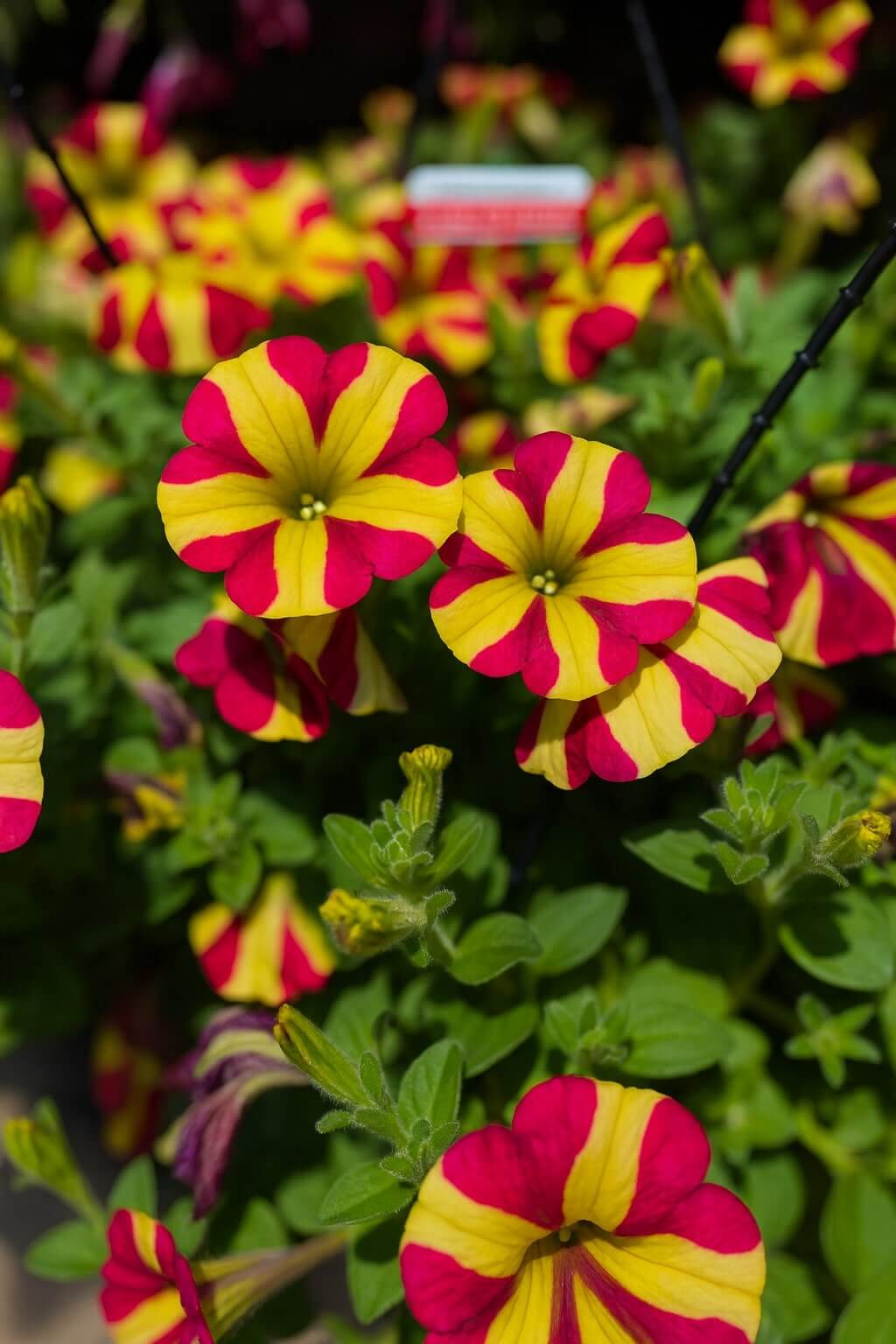 Close-up of vibrant Petunia 'Queen of Hearts' 10" (Hanging Basket) flowers with yellow and red striped petals, surrounded by lush green leaves.