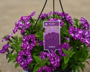 A 10" hanging basket of Petunia 'Sparkling Purple' blooms, featuring purple flowers with white spots, is displayed outdoors. The plant label reads "Petunia 'Sparkling Purple' 10" (Hanging Basket)".