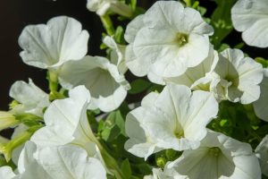 Close-up of blooming Petunia 'White Snowball' flowers with green leaves in a 10" hanging basket.
