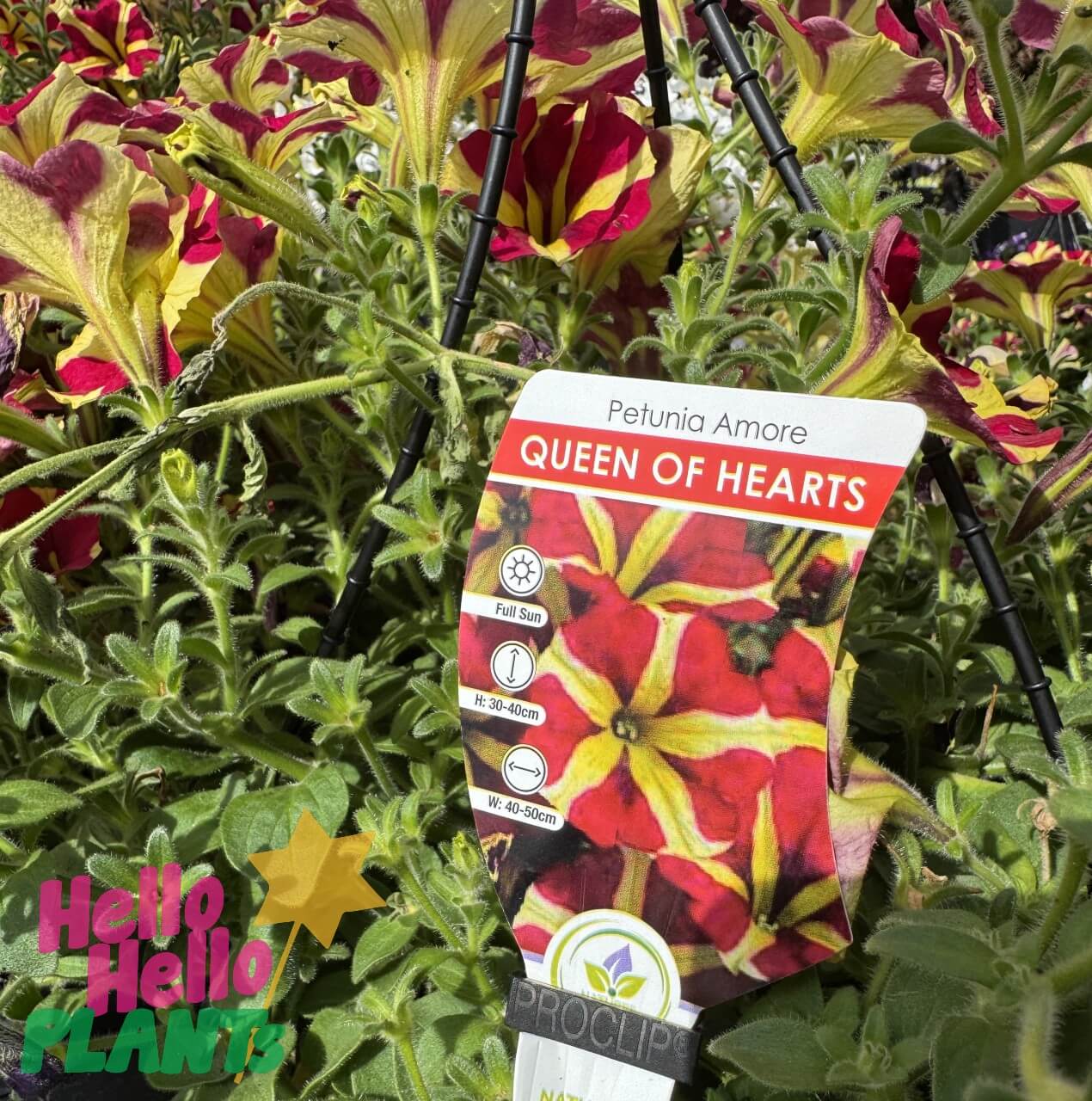 A plant label reading "Petunia 'Queen of Hearts' 10" (Hanging Basket)" is displayed among flowering petunias with striking red and yellow flowers. The Hello Hello Plants logo appears in the bottom left corner.