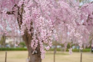 Close-up view of pink cherry blossom branches hanging from a tree with a blurred park background.