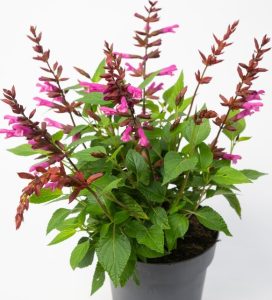 A potted plant with green leaves and multiple stems bearing clusters of tubular pink flowers, set against a plain white background.