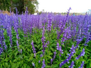 A large field of blooming purple lavender flowers with green foliage, trees, and distant people visible in the background.