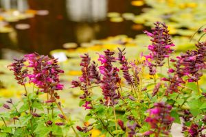 Purple and pink flowers with green leaves in the foreground; blurred pond with yellow waterlilies in the background.
