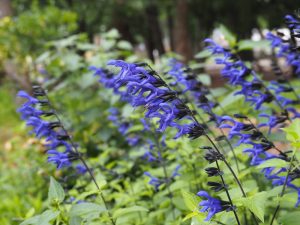 Close-up of several tall stems of deep purple-blue flowers with green leaves in an outdoor garden setting.