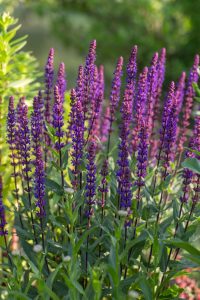 Tall spikes of purple salvia flowers grow upright among green foliage in a sunlit garden.