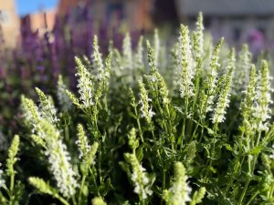 Close-up of blooming white and green flower spikes in a garden bed, with blurred purple flowers and buildings in the background.