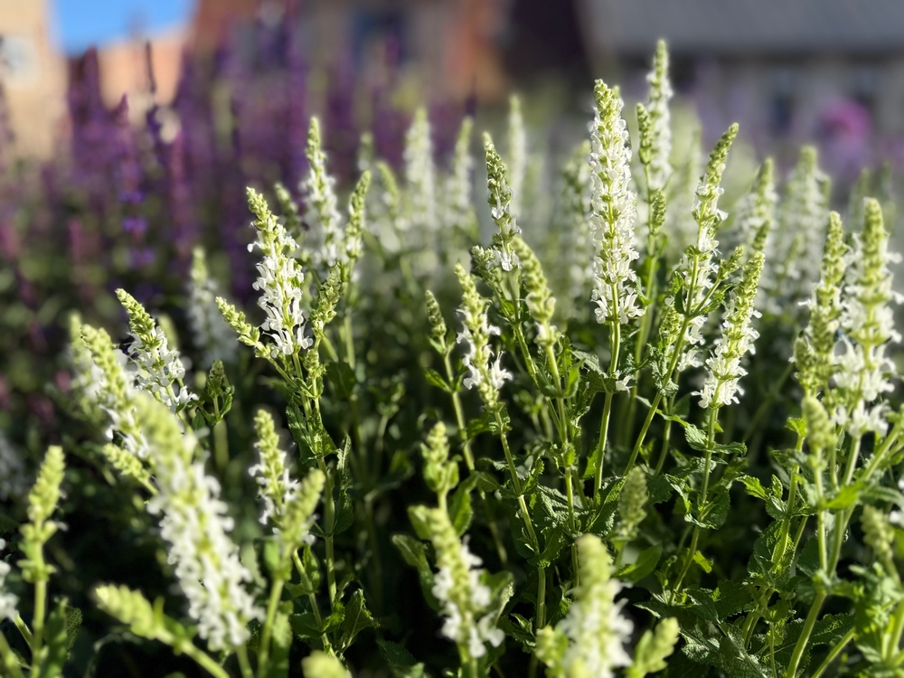 Close-up of blooming white and green flower spikes in a garden bed, with blurred purple flowers and buildings in the background.