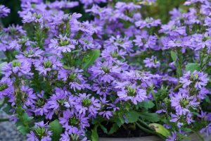 A cluster of purple flowers with green leaves growing densely in a garden border.