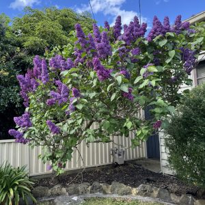 Tall lilac shrub in full bloom with dense clusters of purple flowers, set in a residential garden bordered by a metal fence and stone edging.