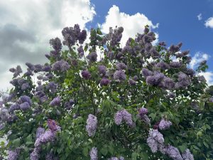 Lilac bush with clusters of purple flowers and green leaves against a partly cloudy blue sky.