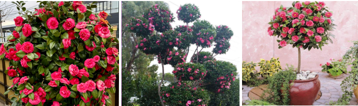 Three different Camellias with vibrant pink flowers are shown in garden settings, each displaying unique shapes and arrangements.