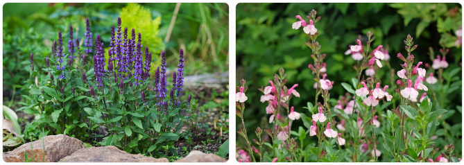 A garden scene with vibrant purple Salvia flowers on the left and pink-and-white sage blooms on the right, both surrounded by lush green foliage.