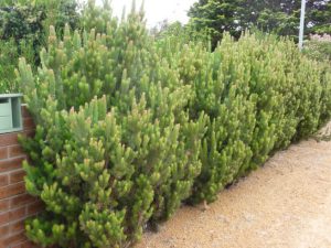 A row of dense, green pines and Adenanthos 'Woolly Bush' 12" Pot plants grow alongside a gravel path and brick wall.