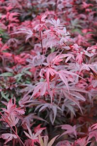 Densely growing, narrow pointed leaves in pink and red shades—typical of the Acer 'Murasaki Kiyohime' Japanese Maple 15cm Pot.