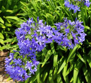 Agapanthus 'Star Dust' 15cm Pot features clusters of vibrant purple blooms amid lush green foliage, creating a striking display.