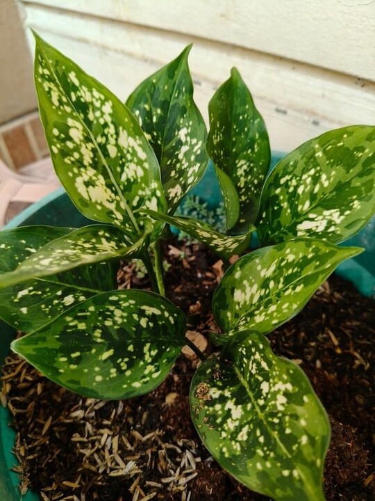 An Aglaonema 'Eileen' 13cm Pot, featuring broad dark green leaves with white speckles, sits against a light-coloured wall.