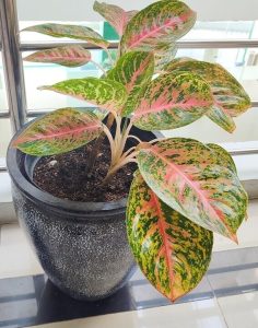 An Aglaonema 'Night Sparkle' houseplant with pink and yellow variegated green leaves is displayed in a 5" pot on a tiled floor near a metal railing.