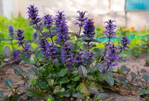 A cluster of purple Ajuga reptans flowers with green leaves growing in a garden border.