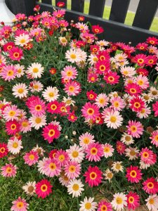 A cluster of pink and red daisy-like flowers with yellow centres grows by a black wooden fence on a patch of green grass.