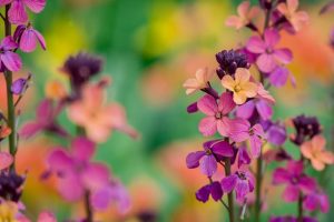 Close-up of Erysimum 'Brightside Orange Glow' Wallflower 15cm Pot, displaying vibrant pink, purple, and peach blooms against a softly blurred green and yellow background.