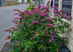A bush with clusters of vibrant purple flowers grows beside a stone building along a residential road.
