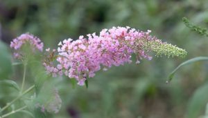 A close-up of a pink flower cluster on a slender green stem, with a blurred green background.