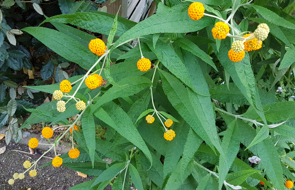 Green plant with elongated leaves and clusters of small, round, yellow-orange flower buds growing along its stems.