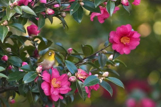 A small bird with a white eye-ring perches on the branch of a shrub adorned with bright pink camellias and green leaves.