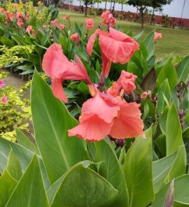 A group of Cannas with vibrant flowers and lush green leaves.