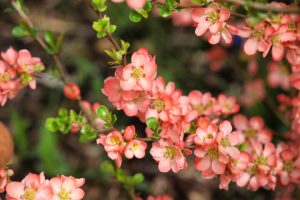 Clusters of small, pink Chaenomeles 'Falconnet Charlet' Flowering Quince blooms with yellow centres and green leaves on branches in a 20 cm pot, shown outdoors in natural light.