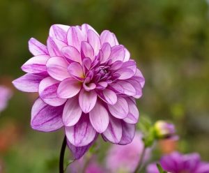 Dahlia 'Purple Bi-Colour' 6" Pot