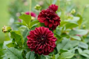 Dahlia 'Burgundy' 6" Pot