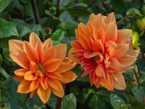 Dahlia 'Orange' 6" Pot