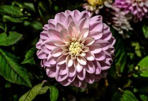 Dahlia 'Vintage' 6" Pot