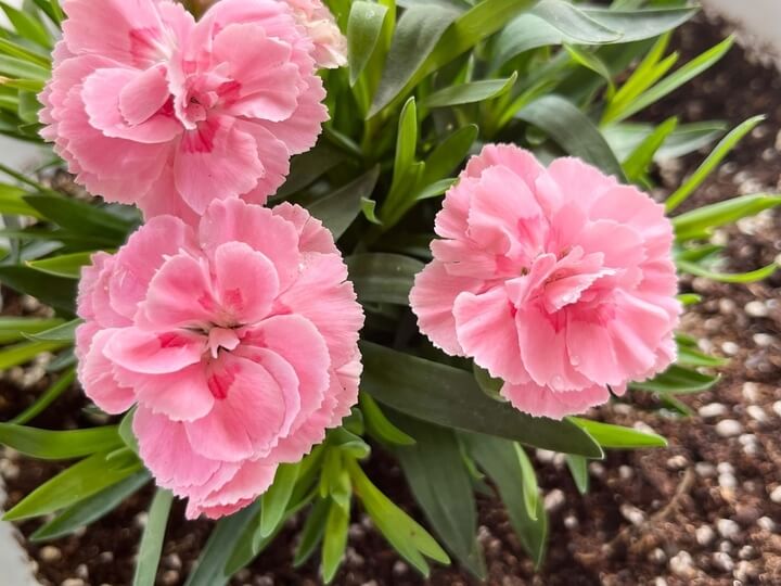 A group of pink flowers, featuring the Dianthus Oscar 'Pink' Carnation 15cm Pot (Copy), creates a cheerful and charming display.