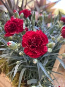Dianthus 'Red Allura' 6" Pot