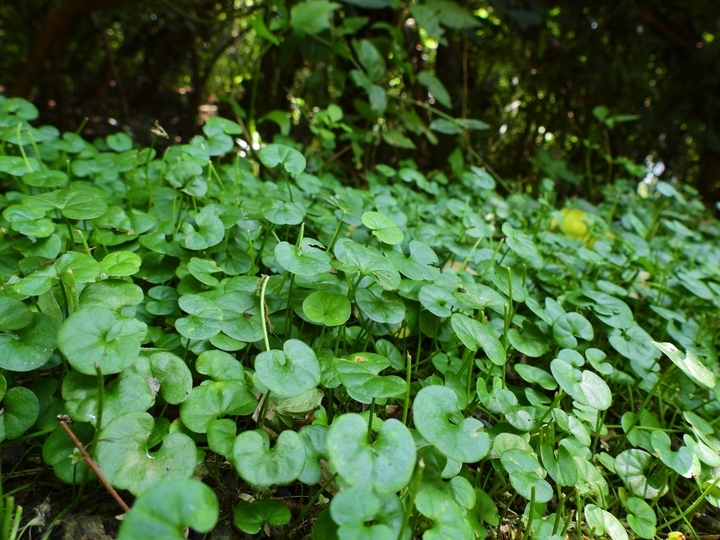 Close-up of green, round-leaved Silver Dichondra ground cover plants growing densely under shade with dappled sunlight filtering through above.