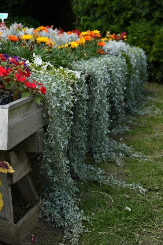 Wooden planter boxes filled with colourful flowers and cascading Silver Dichondra are positioned on grass in an outdoor garden setting.