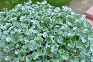 A close-up view of a Silver Dichondra plant with small, rounded, silver-green leaves growing densely together outdoors.